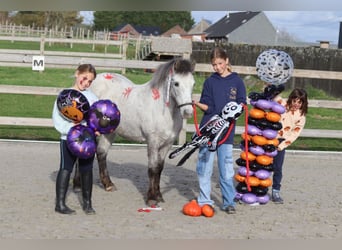 Plus de poneys/petits chevaux, Jument, 14 Ans, 126 cm, Léopard