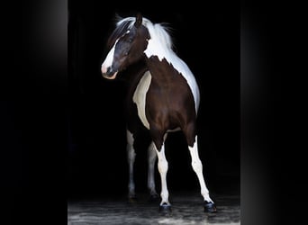 Plus de poneys/petits chevaux Croisé, Jument, 14 Ans, 142 cm, Pinto