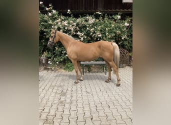 Plus de poneys/petits chevaux, Jument, 14 Ans, 144 cm, Palomino