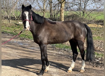 Plus de poneys/petits chevaux, Jument, 14 Ans, 146 cm, Noir