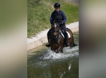 Plus de poneys/petits chevaux, Jument, 14 Ans, 147 cm, Bai brun