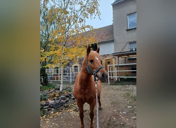 Plus de poneys/petits chevaux Croisé, Jument, 15 Ans, 133 cm, Alezan
