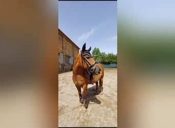 Plus de poneys/petits chevaux Croisé, Jument, 15 Ans, 133 cm, Alezan