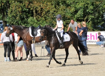 Plus de poneys/petits chevaux, Jument, 16 Ans, 148 cm, Bai brun