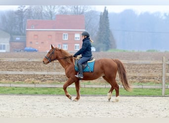Plus de poneys/petits chevaux, Jument, 16 Ans, 153 cm, Alezan brûlé