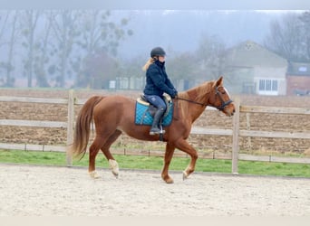 Plus de poneys/petits chevaux, Jument, 17 Ans, 153 cm, Alezan cuivré