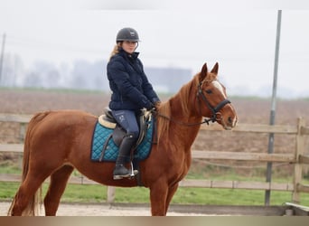 Plus de poneys/petits chevaux, Jument, 17 Ans, 153 cm, Alezan cuivré
