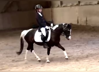 Plus de poneys/petits chevaux, Jument, 18 Ans, 120 cm, Pinto