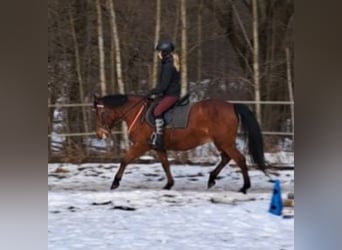 Plus de poneys/petits chevaux, Jument, 18 Ans, 147 cm, Bai