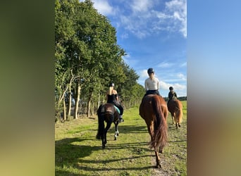 Plus de poneys/petits chevaux, Jument, 19 Ans, 155 cm, Bai brun