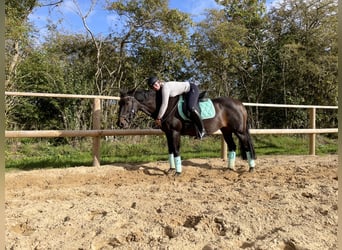 Plus de poneys/petits chevaux, Jument, 19 Ans, 156 cm, Bai brun