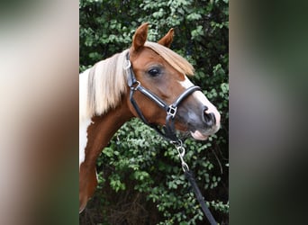 Plus de poneys/petits chevaux, Jument, 1 Année, 127 cm, Pinto