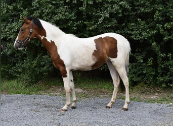 Plus de poneys/petits chevaux, Jument, 1 Année, 135 cm, Pinto