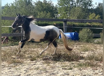 Plus de poneys/petits chevaux, Jument, 2 Ans, 120 cm, Pinto
