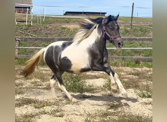 Plus de poneys/petits chevaux, Jument, 2 Ans, 120 cm, Pinto