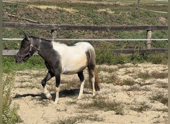 Plus de poneys/petits chevaux, Jument, 2 Ans, 120 cm, Pinto
