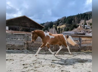 Plus de poneys/petits chevaux, Jument, 2 Ans, 140 cm, Pinto