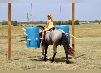 Plus de poneys/petits chevaux Croisé, Jument, 2 Ans, 142 cm, Rouan Bleu
