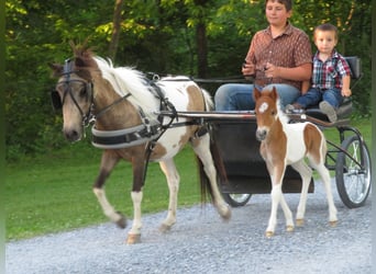 Plus de poneys/petits chevaux, Jument, 2 Ans, 97 cm, Pinto