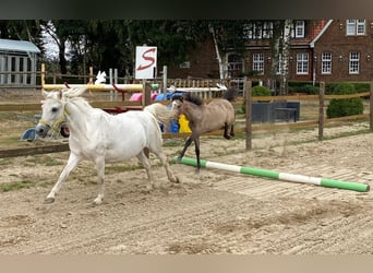 Plus de poneys/petits chevaux, Jument, 3 Ans, 125 cm, Gris (bai-dun)