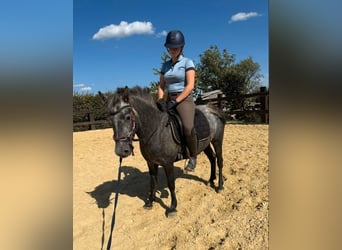 Plus de poneys/petits chevaux, Jument, 3 Ans, 135 cm, Gris pommelé