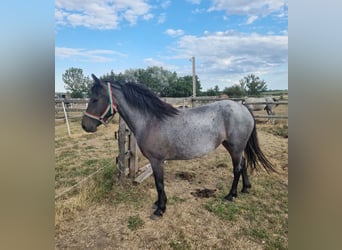 Plus de poneys/petits chevaux, Jument, 3 Ans, 140 cm, Rouan Bleu