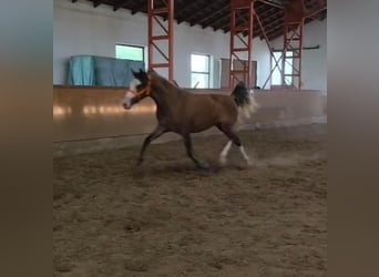 Plus de poneys/petits chevaux, Jument, 3 Ans, 142 cm, Alezan