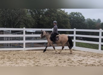 Plus de poneys/petits chevaux, Jument, 3 Ans, 142 cm, Buckskin