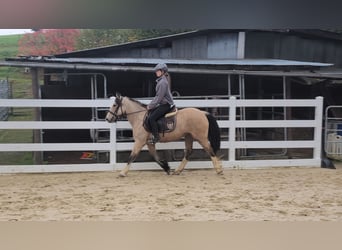 Plus de poneys/petits chevaux, Jument, 3 Ans, 142 cm, Buckskin