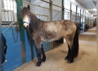 Plus de poneys/petits chevaux, Jument, 3 Ans, 144 cm, Gris (bai-dun)