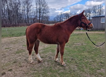 Plus de poneys/petits chevaux Croisé, Jument, 3 Ans, 145 cm, Alezan