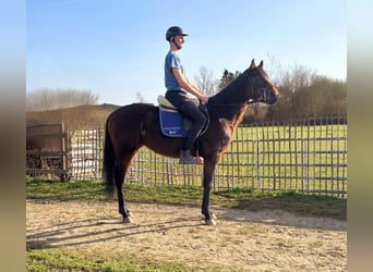 Plus de poneys/petits chevaux, Jument, 3 Ans, 148 cm, Bai