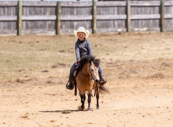 Plus de poneys/petits chevaux, Jument, 4 Ans, 107 cm, Buckskin