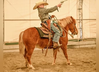Plus de poneys/petits chevaux, Jument, 4 Ans, 109 cm, Alezan cuivré