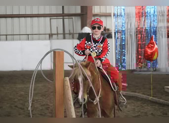 Plus de poneys/petits chevaux, Jument, 4 Ans, 109 cm, Alezan cuivré