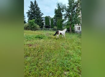 Plus de poneys/petits chevaux, Jument, 4 Ans, 116 cm, Pinto