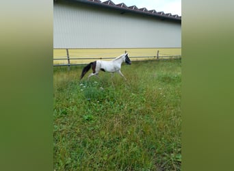 Plus de poneys/petits chevaux, Jument, 4 Ans, 116 cm, Pinto