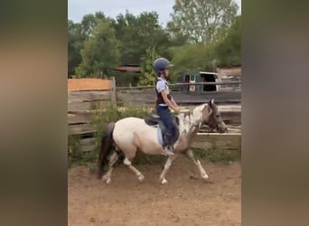 Plus de poneys/petits chevaux, Jument, 4 Ans, 123 cm, Pinto