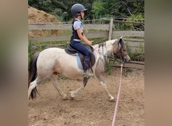 Plus de poneys/petits chevaux, Jument, 4 Ans, 123 cm, Pinto