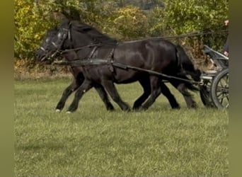 Plus de poneys/petits chevaux, Jument, 4 Ans, 125 cm, Noir