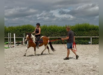Plus de poneys/petits chevaux, Jument, 4 Ans, 135 cm, Pinto