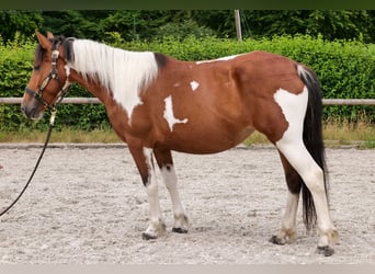 Plus de poneys/petits chevaux, Jument, 4 Ans, 135 cm, Pinto