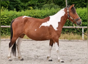 Plus de poneys/petits chevaux, Jument, 4 Ans, 135 cm, Pinto