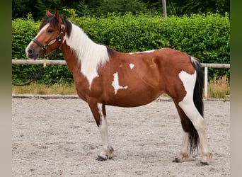 Plus de poneys/petits chevaux, Jument, 4 Ans, 135 cm, Pinto