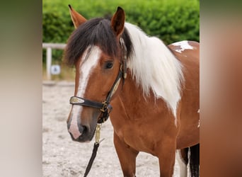Plus de poneys/petits chevaux, Jument, 4 Ans, 135 cm, Pinto