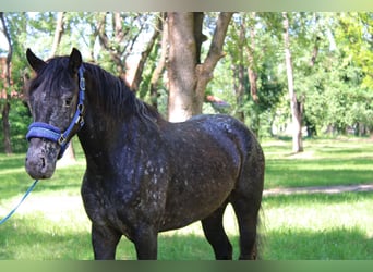 Plus de poneys/petits chevaux, Jument, 4 Ans, 138 cm, Noir