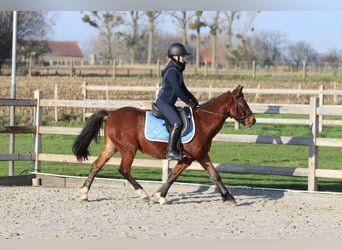 Plus de poneys/petits chevaux, Jument, 4 Ans, 140 cm, Bai