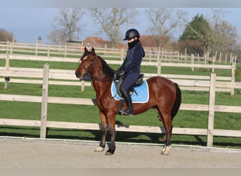 Plus de poneys/petits chevaux, Jument, 4 Ans, 140 cm, Bai