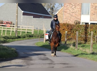 Plus de poneys/petits chevaux, Jument, 4 Ans, 140 cm, Bai