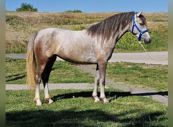 Plus de poneys/petits chevaux, Jument, 4 Ans, 140 cm, Gris pommelé
